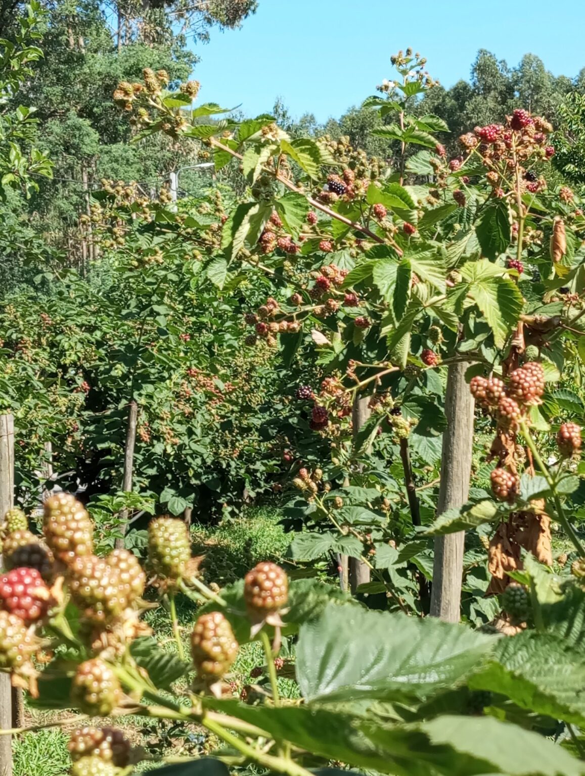 512585110_4153931638223360_8645529198053619698_n